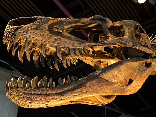 Juvenile <em>T. rex</em>, situated outside the Paleo Lab.